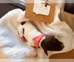 Small Photo #5 German Shorthaired Pointer Puppy For Sale in CHEYENNE, WY, USA