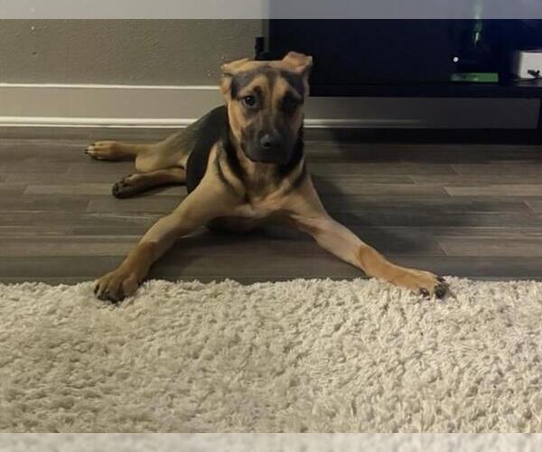 Medium Photo #2 Mutt Puppy For Sale in San Antonio, TX, USA