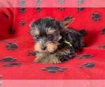 Puppy mr green Yorkshire Terrier