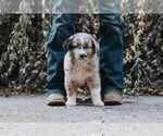 Puppy Sampson Australian Shepherd