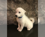 Small Photo #1 Pomsky Puppy For Sale in ACTON, CA, USA