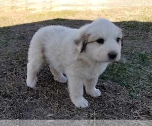 Great Pyrenees Puppy for sale in CLARK, MO, USA