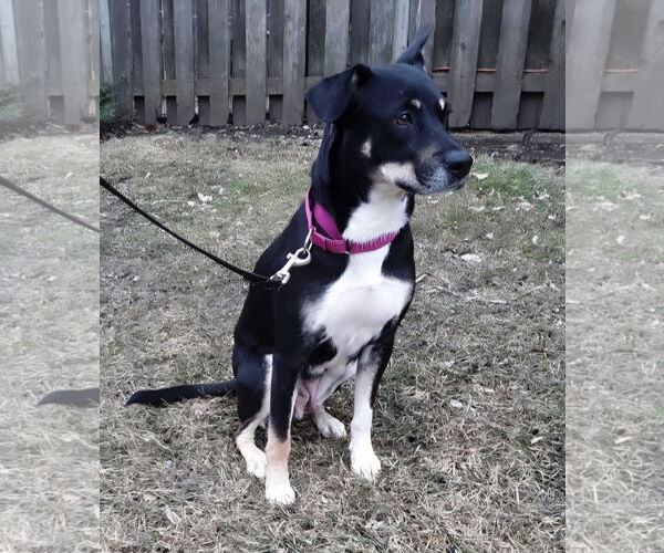 Medium Photo #8 Labrador Retriever-Unknown Mix Puppy For Sale in GILBERTS, IL, USA