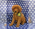 Small Photo #2 Goldendoodle-Poodle (Miniature) Mix Puppy For Sale in GLEN ROCK, PA, USA