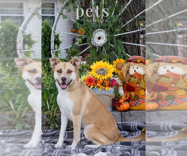 Medium Photo #7 Mutt Puppy For Sale in Foristell, MO, USA