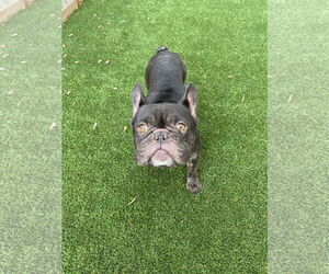 Medium French Bulldog