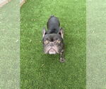 Small French Bulldog