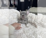 Puppy Queserito French Bulldog