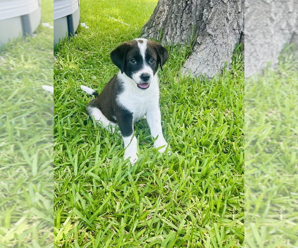 Medium Photo #3 Mutt Puppy For Sale in Oak Bluffs, MA, USA