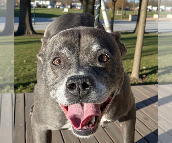 Medium Photo #12 Mutt Puppy For Sale in Glen Allen, VA, USA