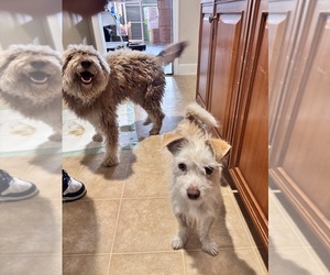 Schnauzer (Standard) Dogs for adoption in LOS BANOS, CA, USA