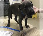 Small American Pit Bull Terrier