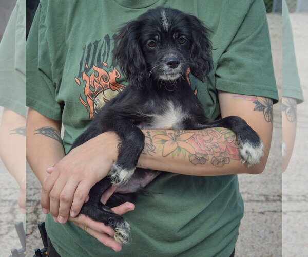 Medium Photo #2 Cocker Spaniel-Unknown Mix Puppy For Sale in Huntley, IL, USA