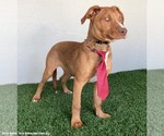 Small #5 Weimaraner Mix