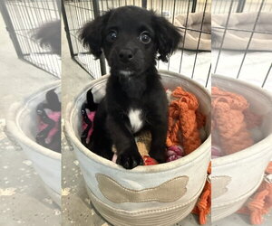 Jason - Male Dachshund-Unknown Mix Dog for Adoption - Photo #2