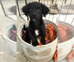Small Photo #2 Dachshund-Unknown Mix Puppy For Sale in The Woodlands, TX, USA