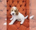 Puppy 1 Cockapoo