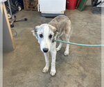 A165599 - Female Mutt Dog for Adoption - Small photo