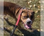 Small American Staffordshire Terrier