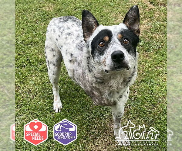 Medium Photo #1 Mutt Puppy For Sale in Irvine, CA, USA