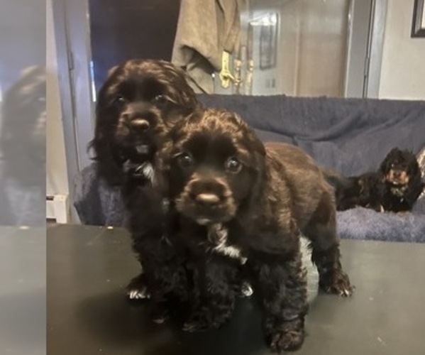 Medium Photo #4 Cocker Spaniel Puppy For Sale in BRECKENRIDGE, CO, USA