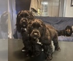 Small Photo #4 Cocker Spaniel Puppy For Sale in BRECKENRIDGE, CO, USA