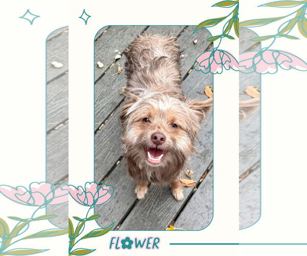 Medium Photo #3 Cairn Terrier-Unknown Mix Puppy For Sale in Littleton, CO, USA