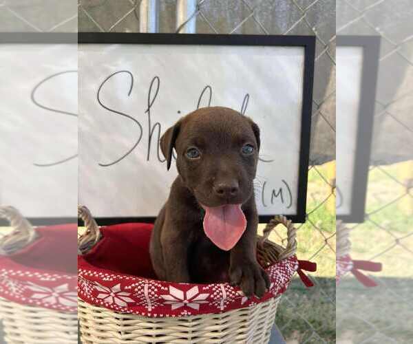 Medium Photo #1 Bulldog-Jack Russell Terrier Mix Puppy For Sale in garner, NC, USA