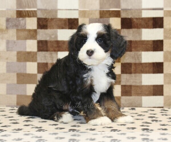 Medium Photo #4 Bernedoodle (Miniature) Puppy For Sale in DENVER, PA, USA