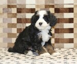 Small #3 Bernedoodle (Miniature)