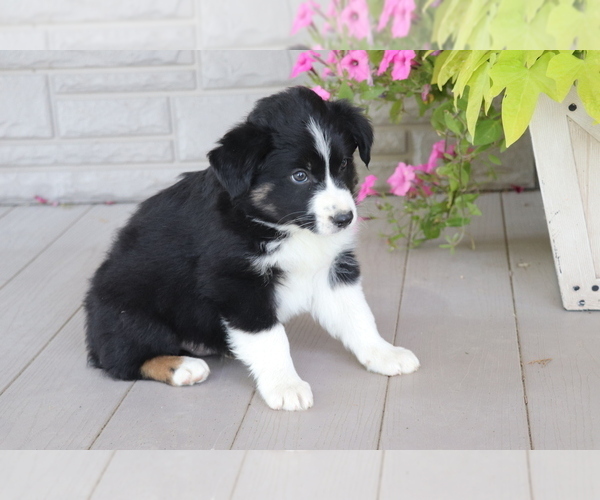 Medium Photo #4 Australian Shepherd Puppy For Sale in SHILOH, OH, USA