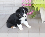 Small Photo #4 Australian Shepherd Puppy For Sale in SHILOH, OH, USA