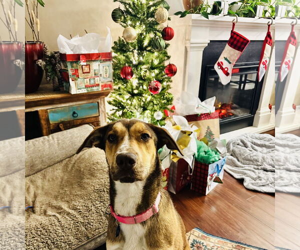 Medium Photo #4 German Shepherd Dog-Great Dane Mix Puppy For Sale in Fargo, ND, USA