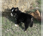 Small Photo #38 Miniature Australian Shepherd Puppy For Sale in ARDMORE, OK, USA