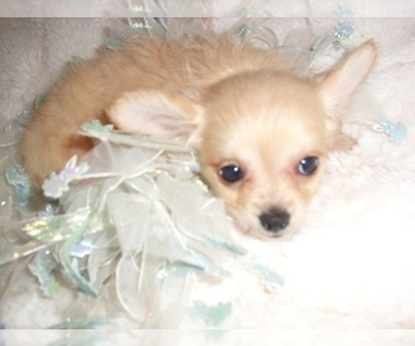Medium Photo #6 Chihuahua Puppy For Sale in JACKSON, MS, USA