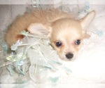 Small #5 Chihuahua