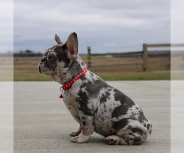 Medium Photo #4 French Bulldog Puppy For Sale in FRESNO, OH, USA
