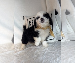 Bernedoodle Puppy for sale in GREENFIELD, IN, USA