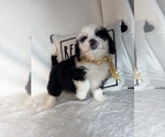 Max - Male Bernedoodle Puppy for Sale - Small photo