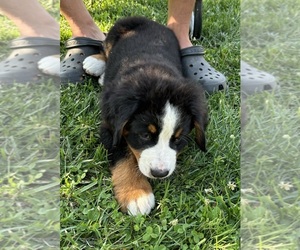 Bernese Mountain Dog Puppy for sale in WAPAKONETA, OH, USA