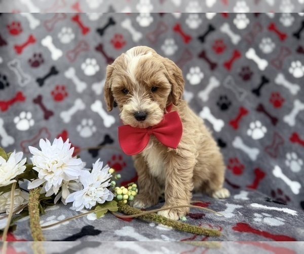 Medium Photo #5 Cock-A-Poo Puppy For Sale in LAKELAND, FL, USA