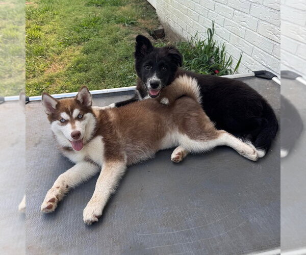 Medium Photo #2 Siberian Husky-Unknown Mix Puppy For Sale in Canton, CT, USA