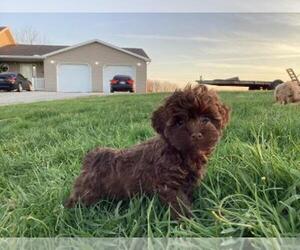 Poovanese Puppy for sale in SHILOH, OH, USA