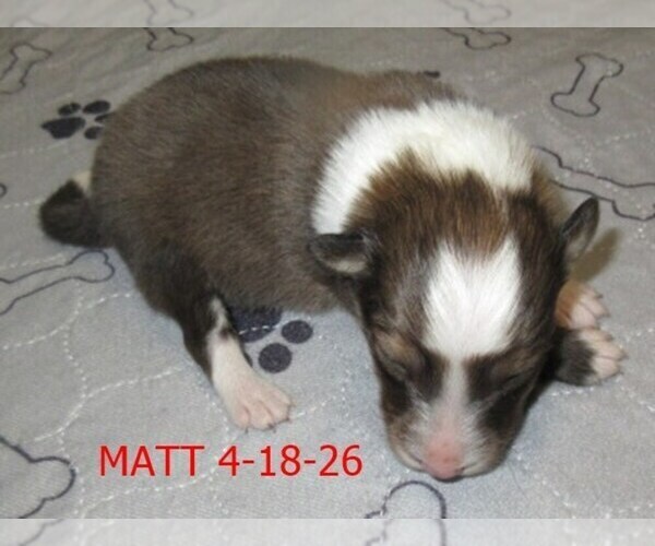 Medium Photo #1 Shetland Sheepdog Puppy For Sale in SOLON, ME, USA