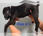 Small Photo #3 Boxer Puppy For Sale in CHARITON, IA, USA