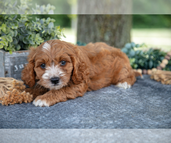 Medium Photo #2 Cavapoo Puppy For Sale in NEW CONCORD, OH, USA