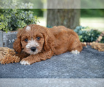 Small #1 Cavapoo