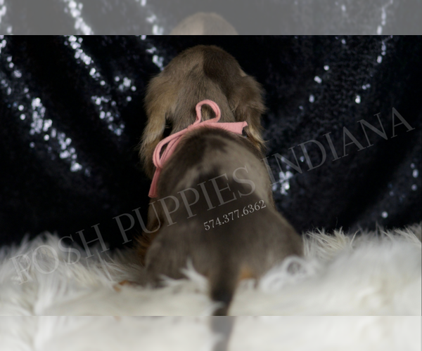 Medium Photo #11 Dachshund Puppy For Sale in WARSAW, IN, USA