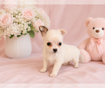Small #6 Chihuahua