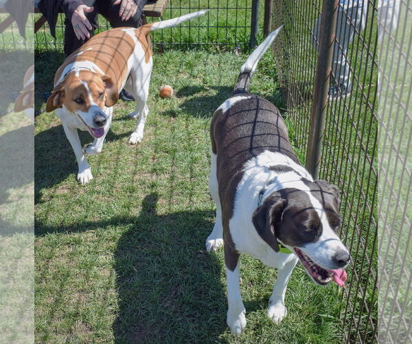 Medium Photo #6 Labbe Puppy For Sale in Huntley, IL, USA